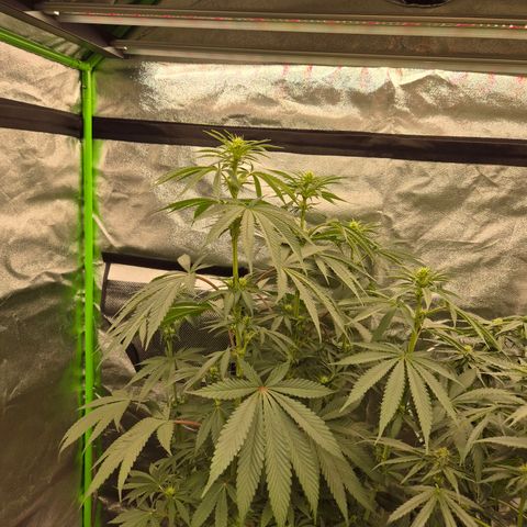 ICE 💚🧊 (63-70bt) growlog timeline photo