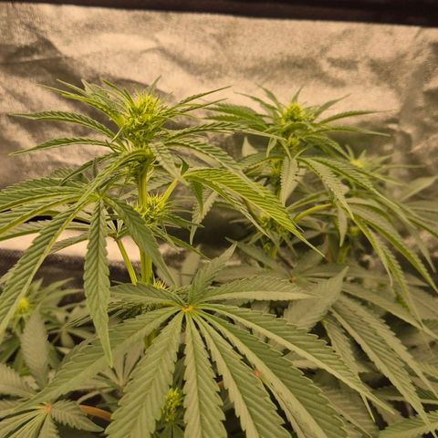 ICE 💚🧊 (63-70bt) growlog timeline photo