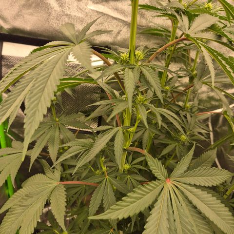 ICE 💚🧊 (63-70bt) growlog timeline photo