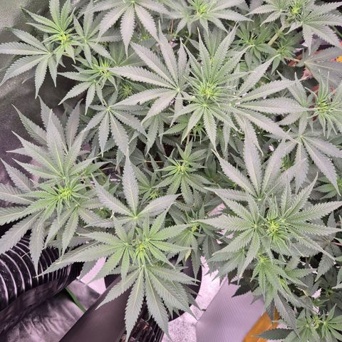 Tangerine dream 🌴 (60-65bt)  growlog timeline photo