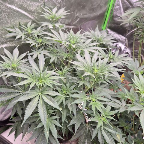 Tangerine dream 🌴 (60-65bt)  growlog timeline photo