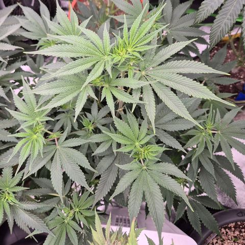 Mimosa evo stecki  🍊🍋🍍 (65-70bt) growlog timeline photo