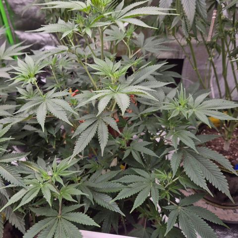 Mimosa evo stecki  🍊🍋🍍 (65-70bt) growlog timeline photo