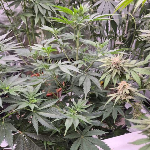 Mimosa evo stecki  🍊🍋🍍 (65-70bt) growlog timeline photo