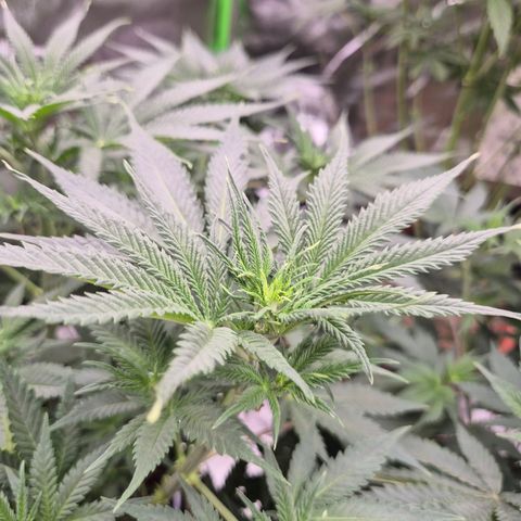 Tangerine dream 🌴 (60-65bt)  growlog timeline photo