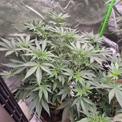 Tangerine dream 🌴 (60-65bt)  growlog timeline photo