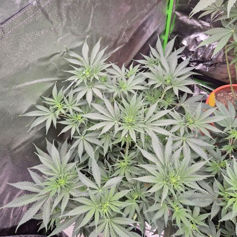 Tangerine dream 🌴 (60-65bt)  growlog timeline photo
