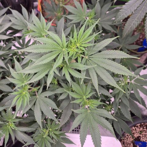 Mimosa evo stecki  🍊🍋🍍 (65-70bt) growlog timeline photo