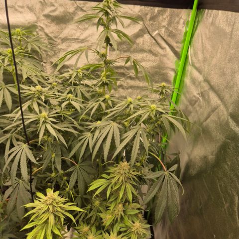 Ice cream cake 🍰 & permanent marker🖊(65-73bt) growlog timeline photo