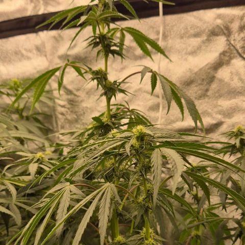 Ice cream cake 🍰 & permanent marker🖊(65-73bt) growlog timeline photo