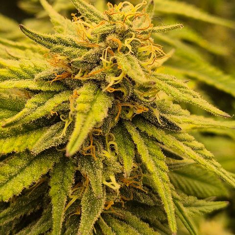 WTF- Königin Mimosa evo 👑👑👑 (65-70bt) growlog timeline photo