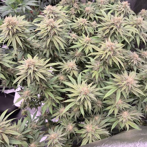 WTF- Königin Mimosa evo 👑👑👑 (65-70bt) growlog timeline photo