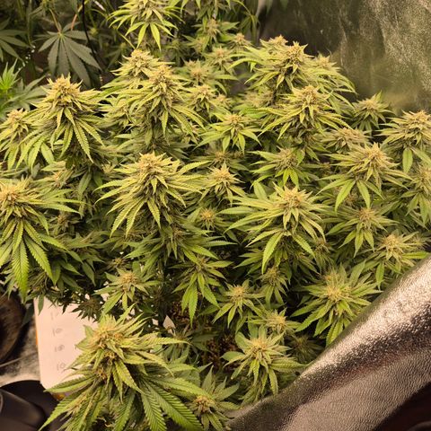 WTF- Königin Mimosa evo 👑👑👑 (65-70bt) growlog timeline photo