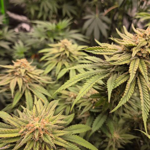 WTF- Königin Mimosa evo 👑👑👑 (65-70bt) growlog timeline photo