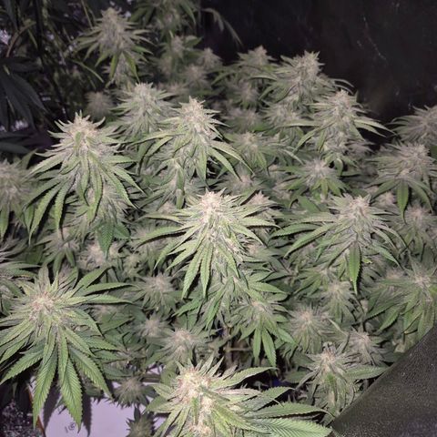 WTF- Königin Mimosa evo 👑👑👑 (65-70bt) growlog timeline photo