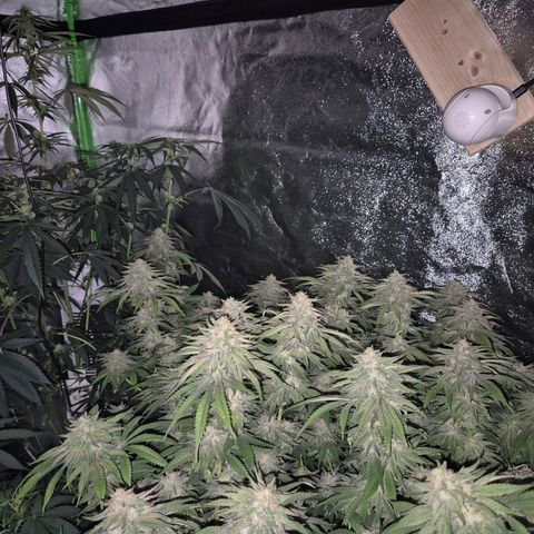 WTF- Königin Mimosa evo 👑👑👑 (65-70bt) growlog timeline photo
