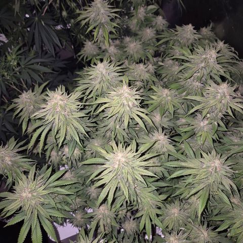 WTF- Königin Mimosa evo 👑👑👑 (65-70bt) growlog timeline photo