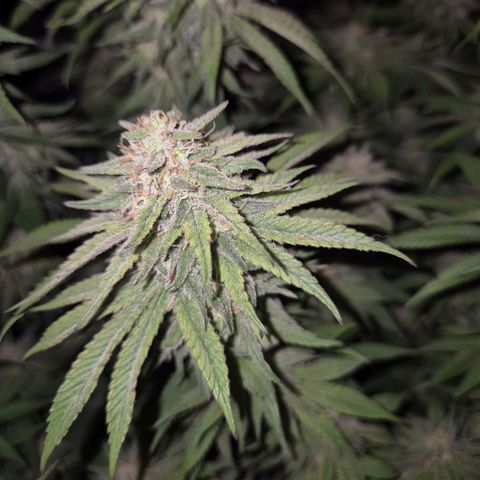 WTF- Königin Mimosa evo 👑👑👑 (65-70bt) growlog timeline photo