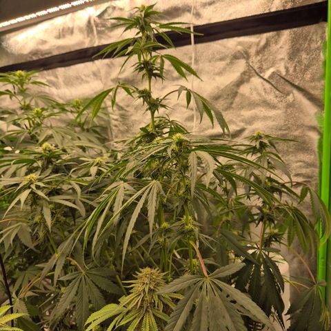 Ice cream cake 🍰 & permanent marker🖊(65-73bt) growlog timeline photo