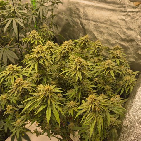 WTF- Königin Mimosa evo 👑👑👑 (65-70bt) growlog timeline photo