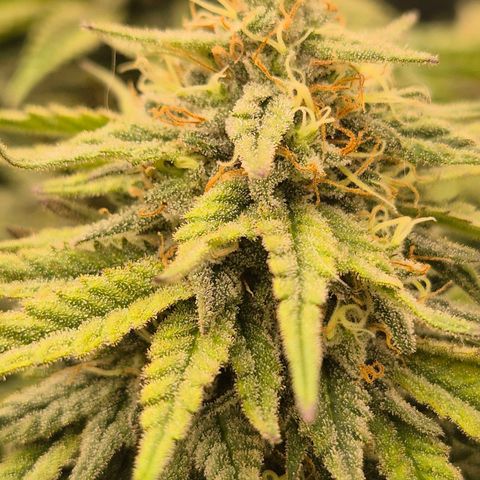 WTF- Königin Mimosa evo 👑👑👑 (65-70bt) growlog timeline photo