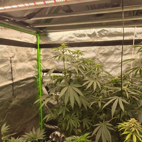 ICE 💚🧊 (63-70bt) growlog timeline photo