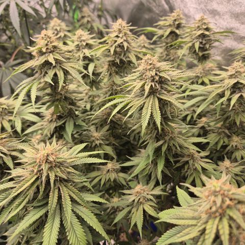 WTF- Königin Mimosa evo 👑👑👑 (65-70bt) growlog timeline photo