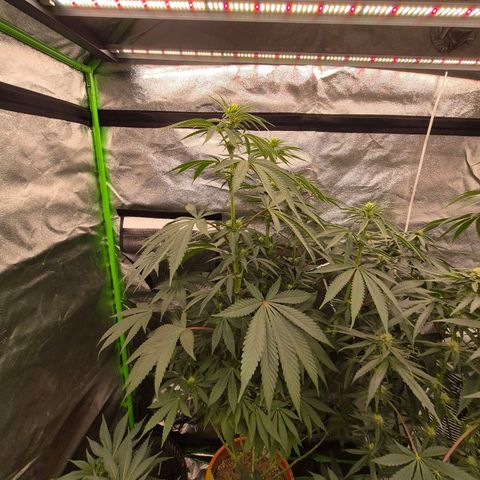 ICE 💚🧊 (63-70bt) growlog timeline photo