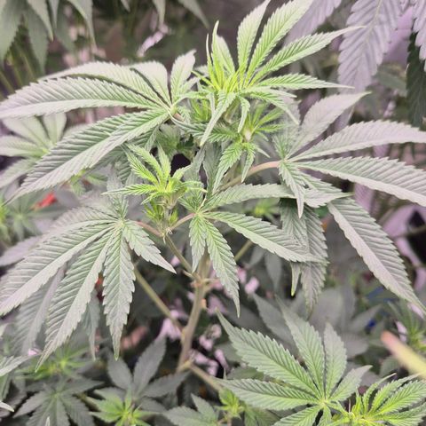 Mimosa evo stecki  🍊🍋🍍 (65-70bt) growlog timeline photo