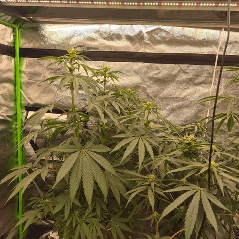 ICE 💚🧊 (63-70bt) growlog timeline photo