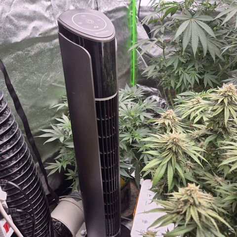 Tangerine dream 🌴 (60-65bt)  growlog timeline photo