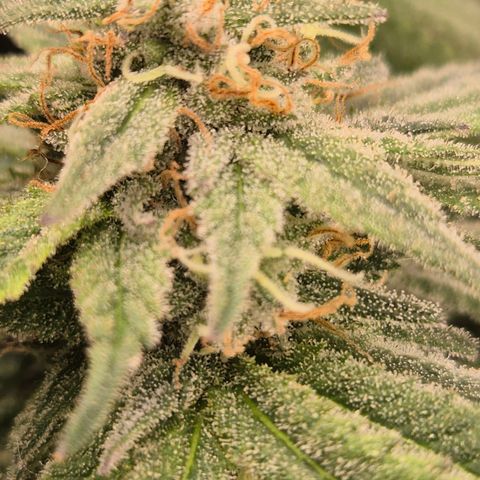 WTF- Königin Mimosa evo 👑👑👑 (65-70bt) growlog timeline photo