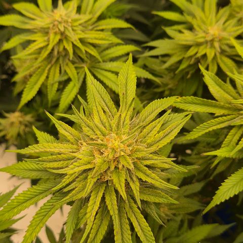 WTF- Königin Mimosa evo 👑👑👑 (65-70bt) growlog timeline photo