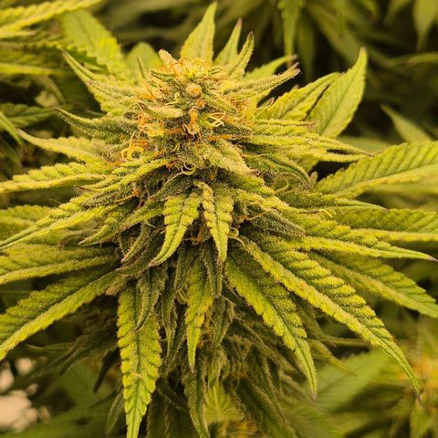 WTF- Königin Mimosa evo 👑👑👑 (65-70bt) growlog timeline photo