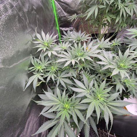 Tangerine dream 🌴 (60-65bt)  growlog timeline photo
