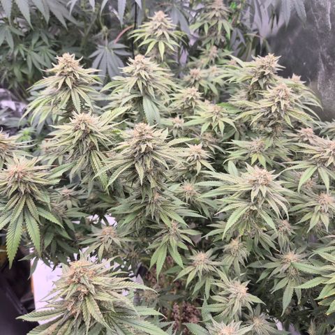 WTF- Königin Mimosa evo 👑👑👑 (65-70bt) growlog timeline photo