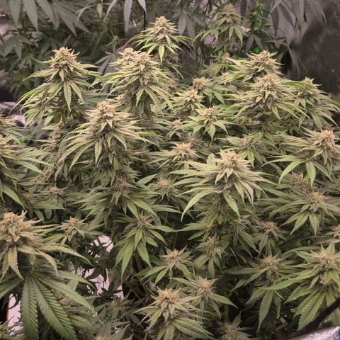 WTF- Königin Mimosa evo 👑👑👑 (65-70bt) growlog timeline photo