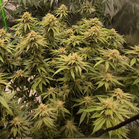 WTF- Königin Mimosa evo 👑👑👑 (65-70bt) growlog timeline photo