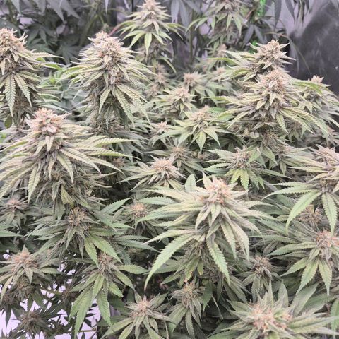 WTF- Königin Mimosa evo 👑👑👑 (65-70bt) growlog timeline photo