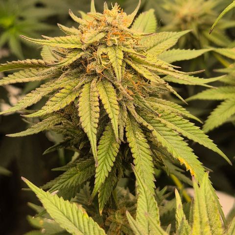 WTF- Königin Mimosa evo 👑👑👑 (65-70bt) growlog timeline photo