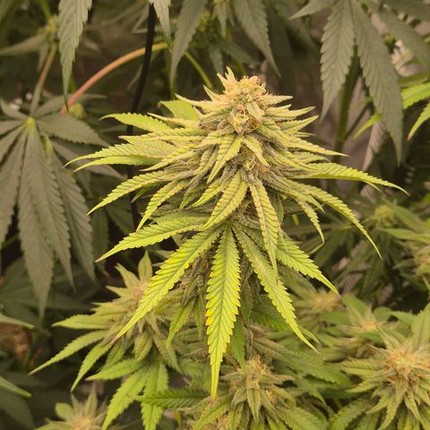 WTF- Königin Mimosa evo 👑👑👑 (65-70bt) growlog timeline photo