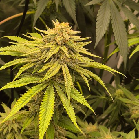 WTF- Königin Mimosa evo 👑👑👑 (65-70bt) growlog timeline photo