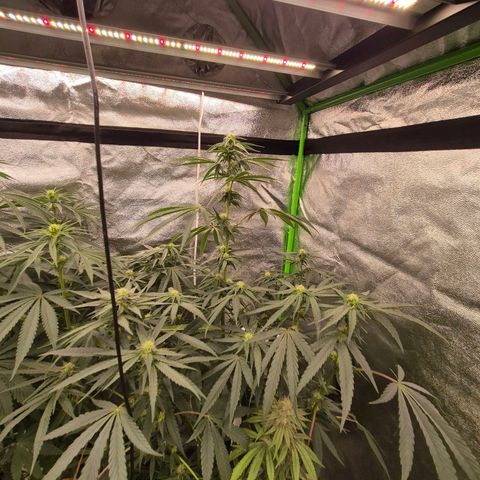 Ice cream cake 🍰 & permanent marker🖊(65-73bt) growlog timeline photo