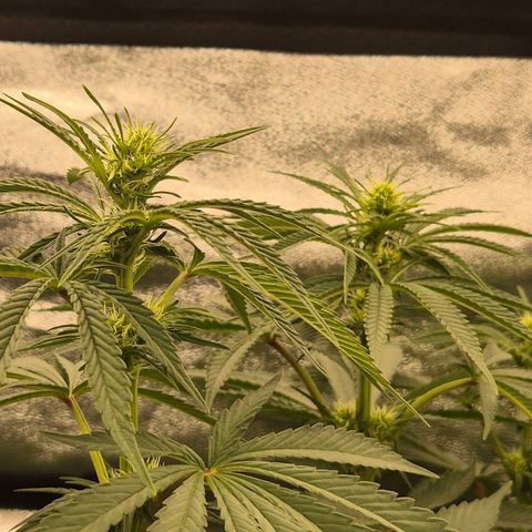 ICE 💚🧊 (63-70bt) growlog timeline photo