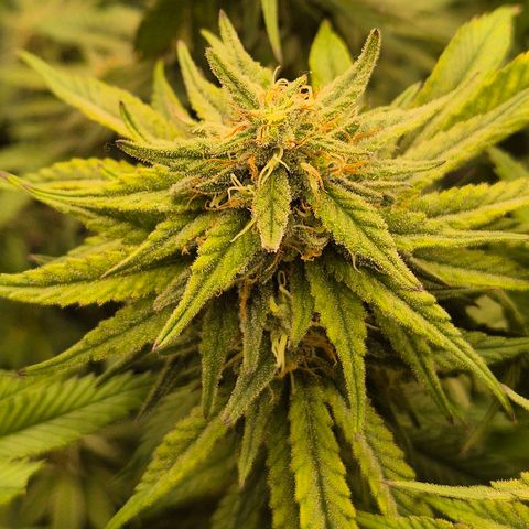 WTF- Königin Mimosa evo 👑👑👑 (65-70bt) growlog timeline photo