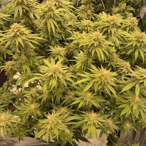 WTF- Königin Mimosa evo 👑👑👑 (65-70bt) growlog timeline photo