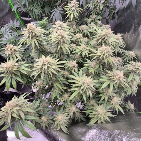 WTF- Königin Mimosa evo 👑👑👑 (65-70bt) growlog timeline photo