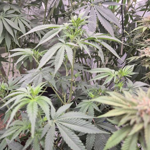 Mimosa evo stecki  🍊🍋🍍 (65-70bt) growlog timeline photo