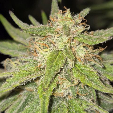 WTF- Königin Mimosa evo 👑👑👑 (65-70bt) growlog timeline photo