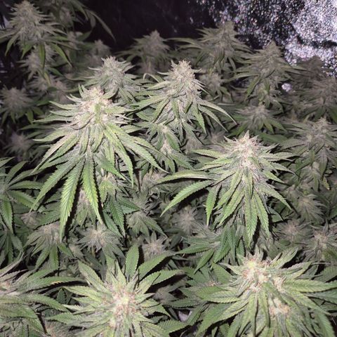 WTF- Königin Mimosa evo 👑👑👑 (65-70bt) growlog timeline photo